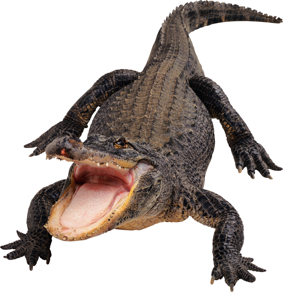 Alligator Png Alligator Cartoon Pictures Free Download Free