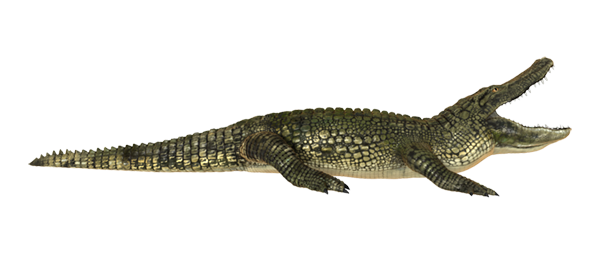 Alligator PNG, Alligator Cartoon Pictures Free Download - Free ...