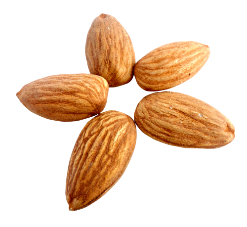 Almond Clipartpng