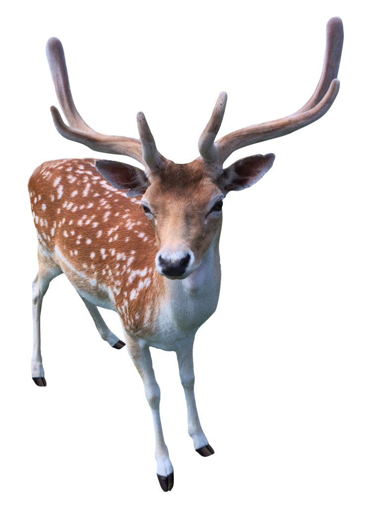 animals, deer png images with transparent background #15633