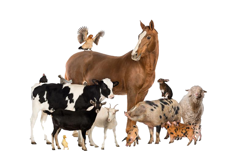 png domestic animals transparent domestic animals #15596