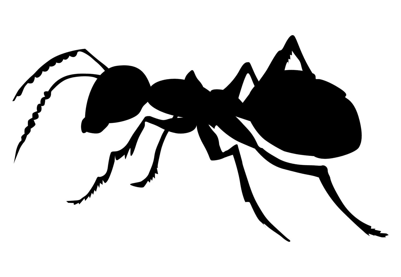 Ant Clipart Ant Transparent Png Images Free Download Free Transparent Png Logos