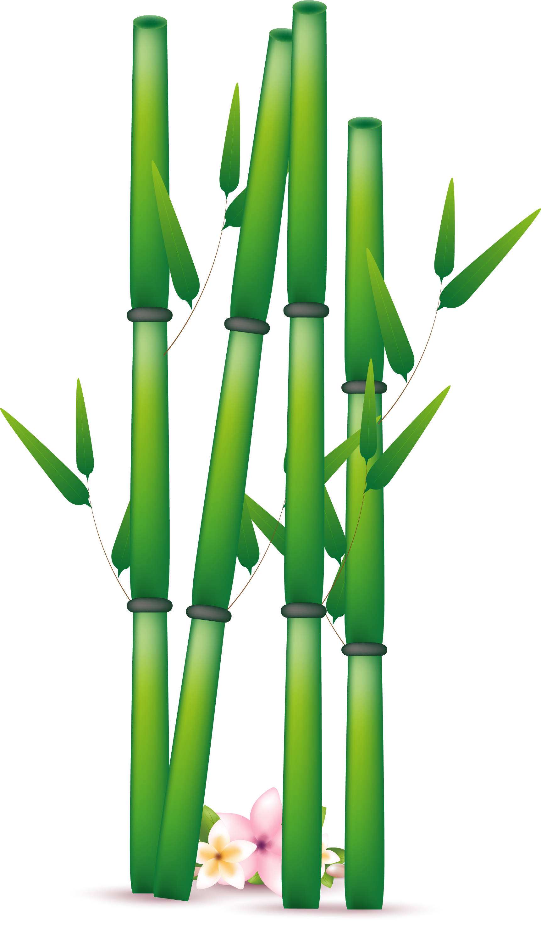 Bamboo