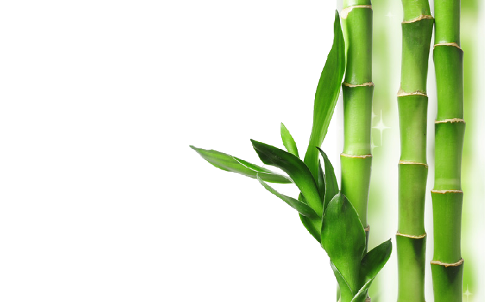 Bamboo