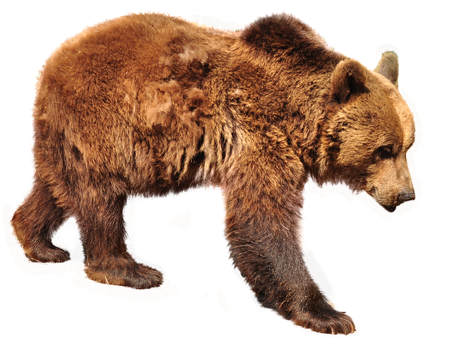 bear PNG transparent image download, size: 400x321px