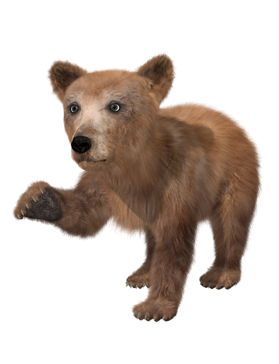 bear PNG transparent image download, size: 620x752px