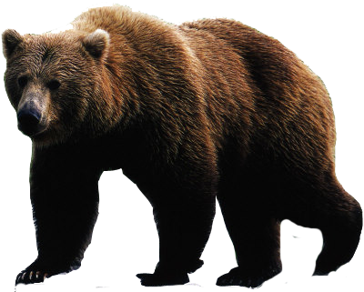 bear PNG transparent image download, size: 3364x2644px