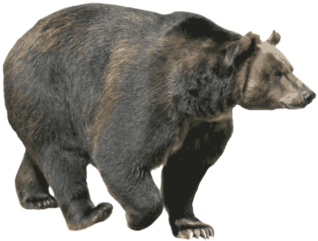bear PNG transparent image download, size: 4000x3097px