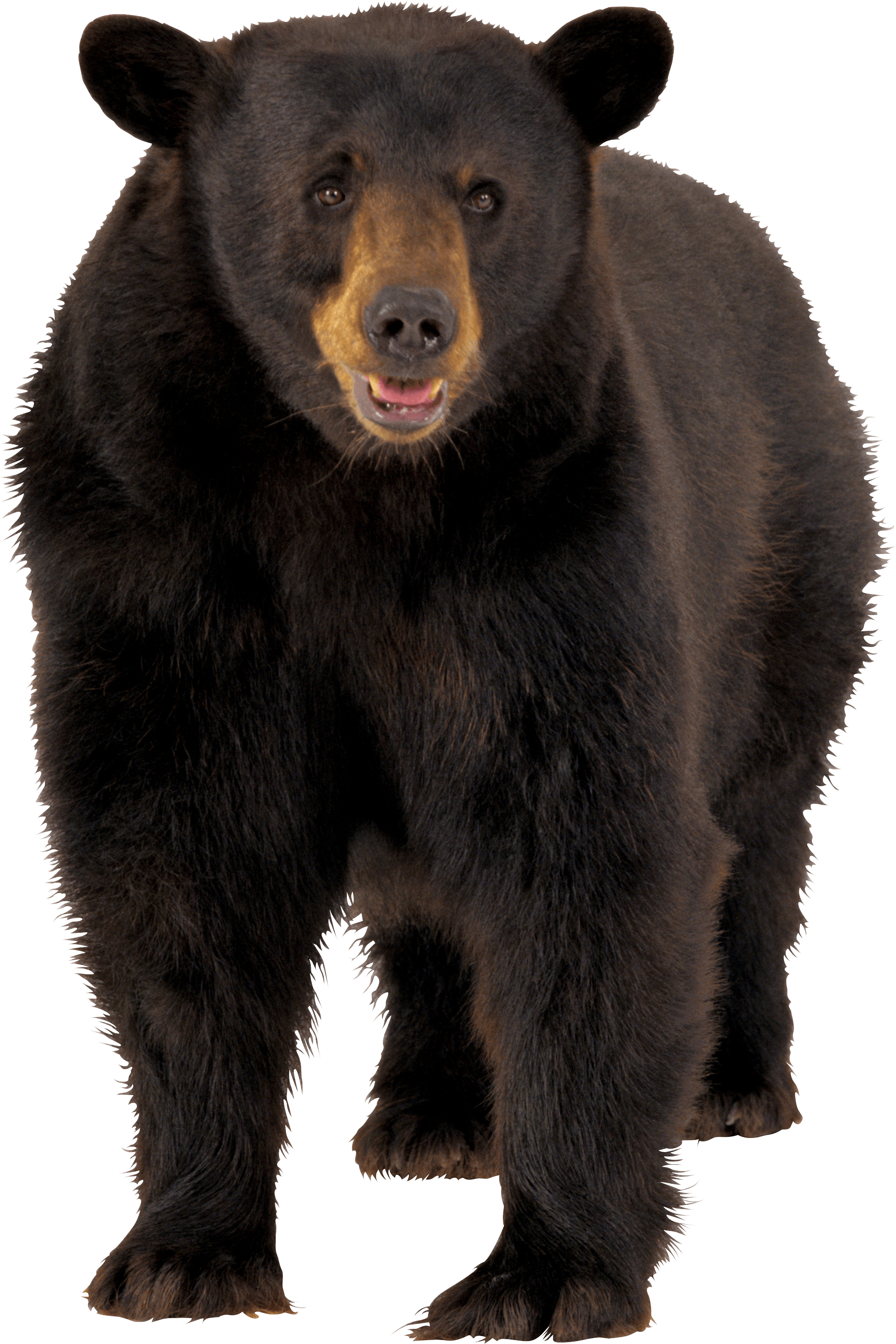 bear PNG transparent image download, size: 1478x1353px