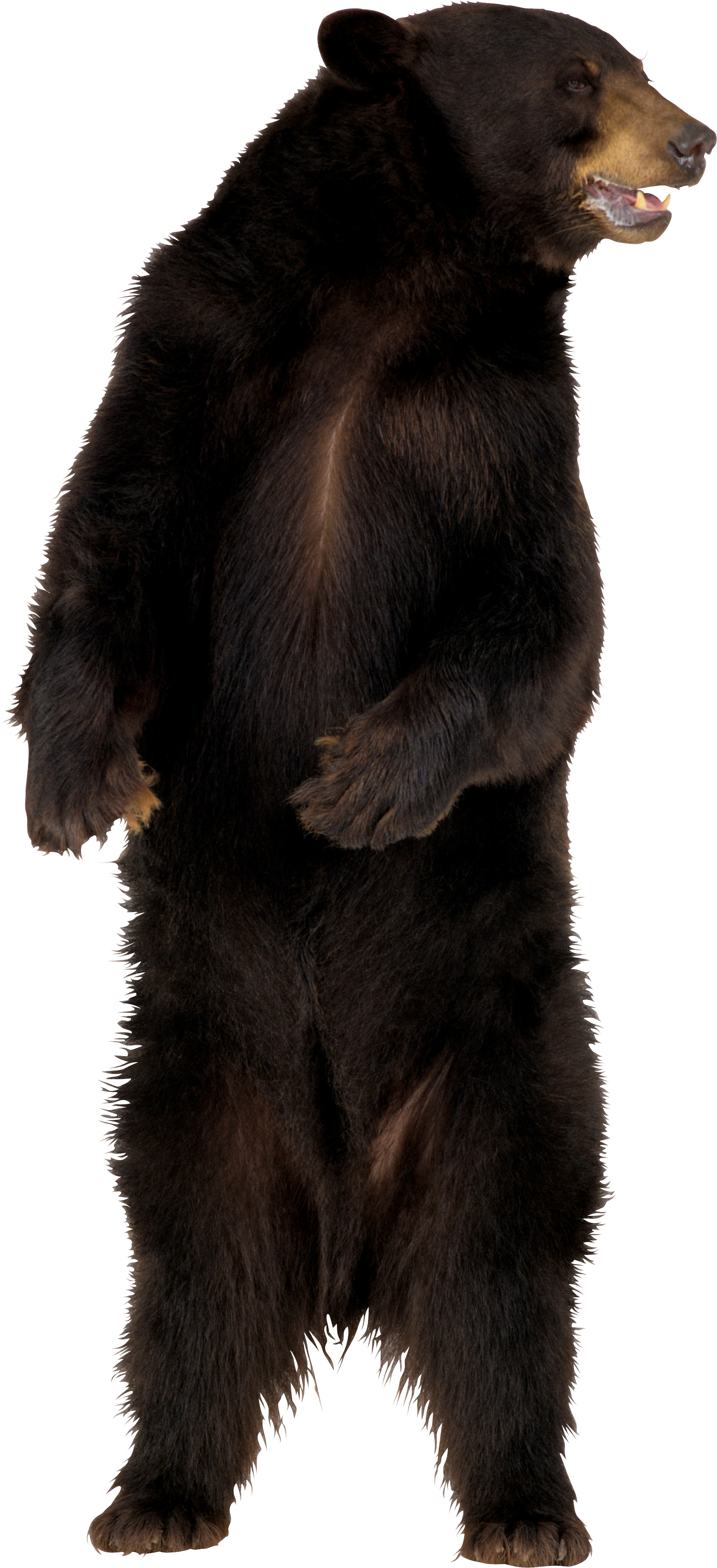 Bear Transparent Background, Cute Bear PNG, Black, Teddy, Polar Bear