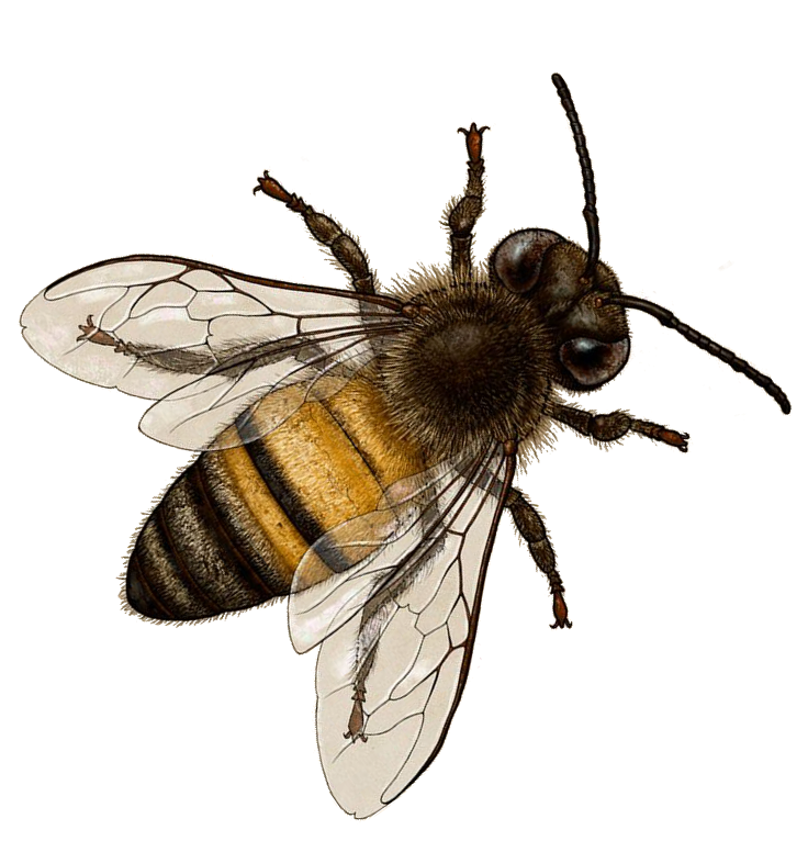 Bee Picture Png Images Download Honey Bee Png Free Transparent Png Logos