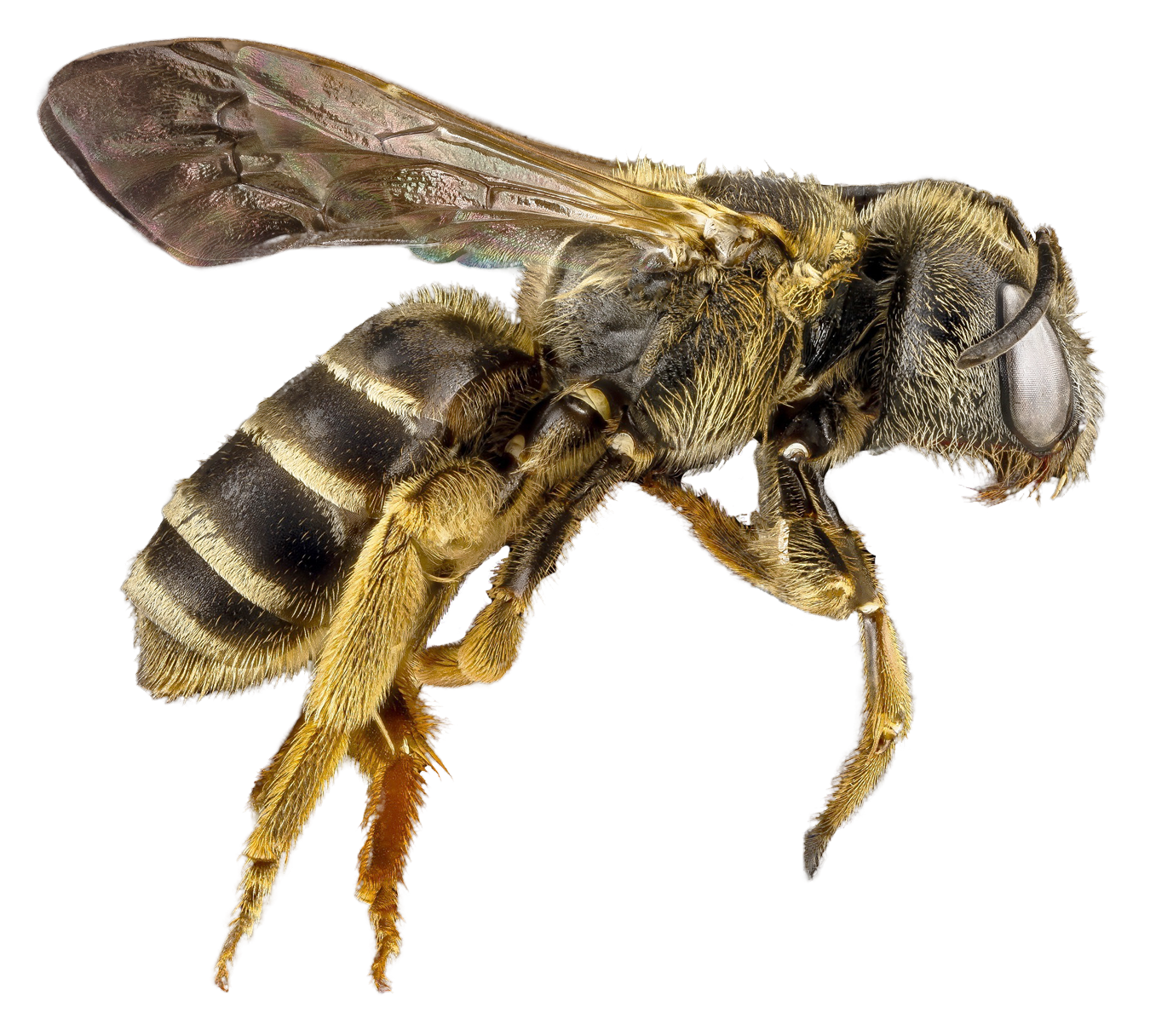 Bee