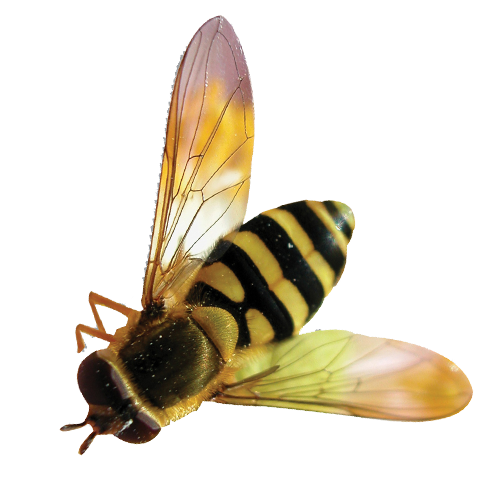 bee transparent background #18973