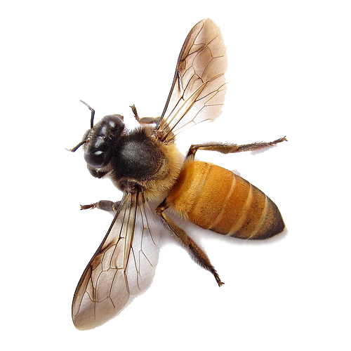 png honey bee transparent honey bee images pluspng #18978