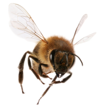 png honey bee transparent honey bee images pluspng #18982