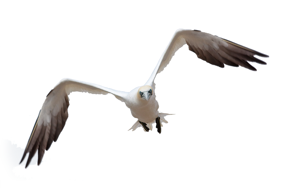 Free Png Download Birds Png Images Background Png Images - Bird Flying Gif  PNG Transparent With Clear Background ID 172067