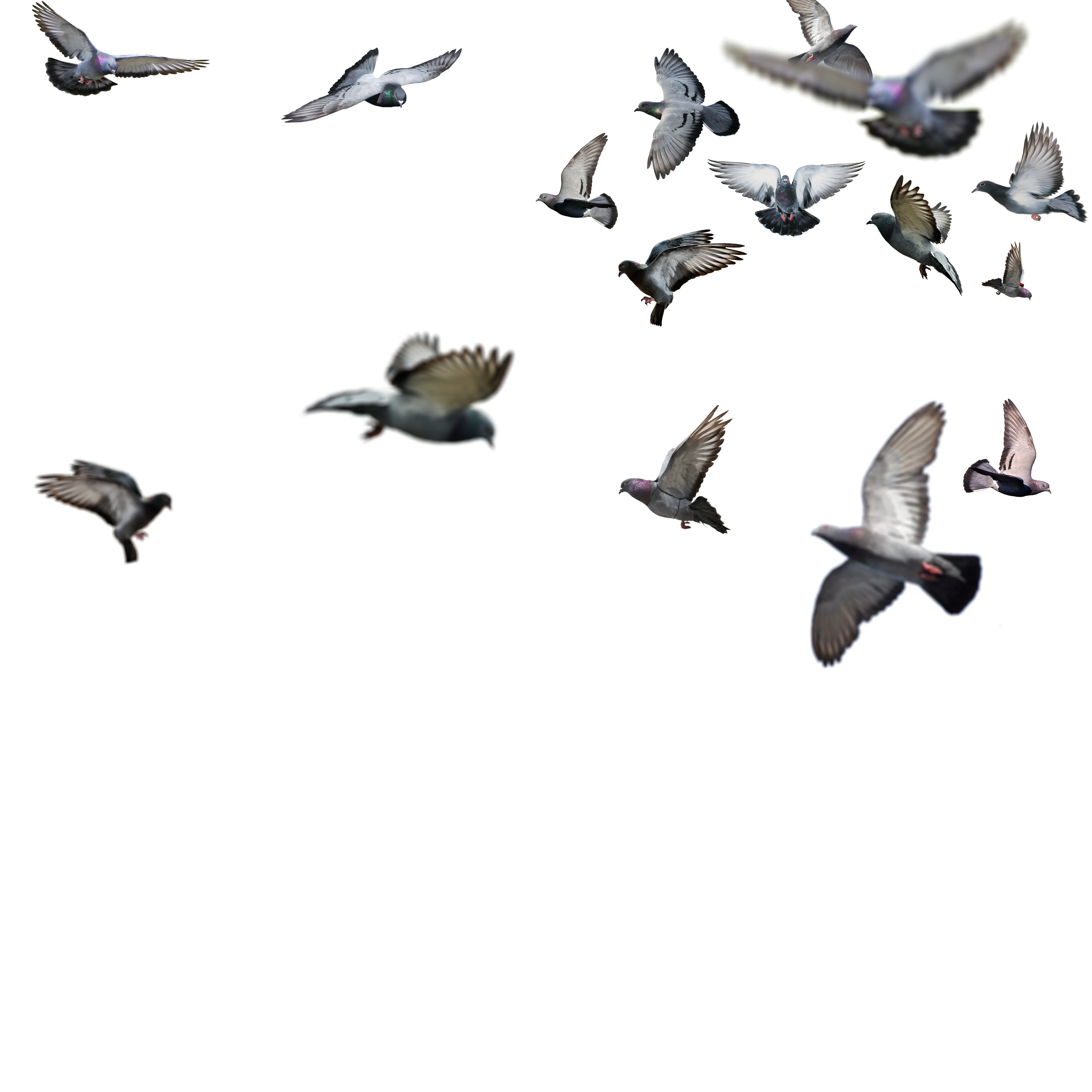 Colorful Flying Birds Png Hd - img-your