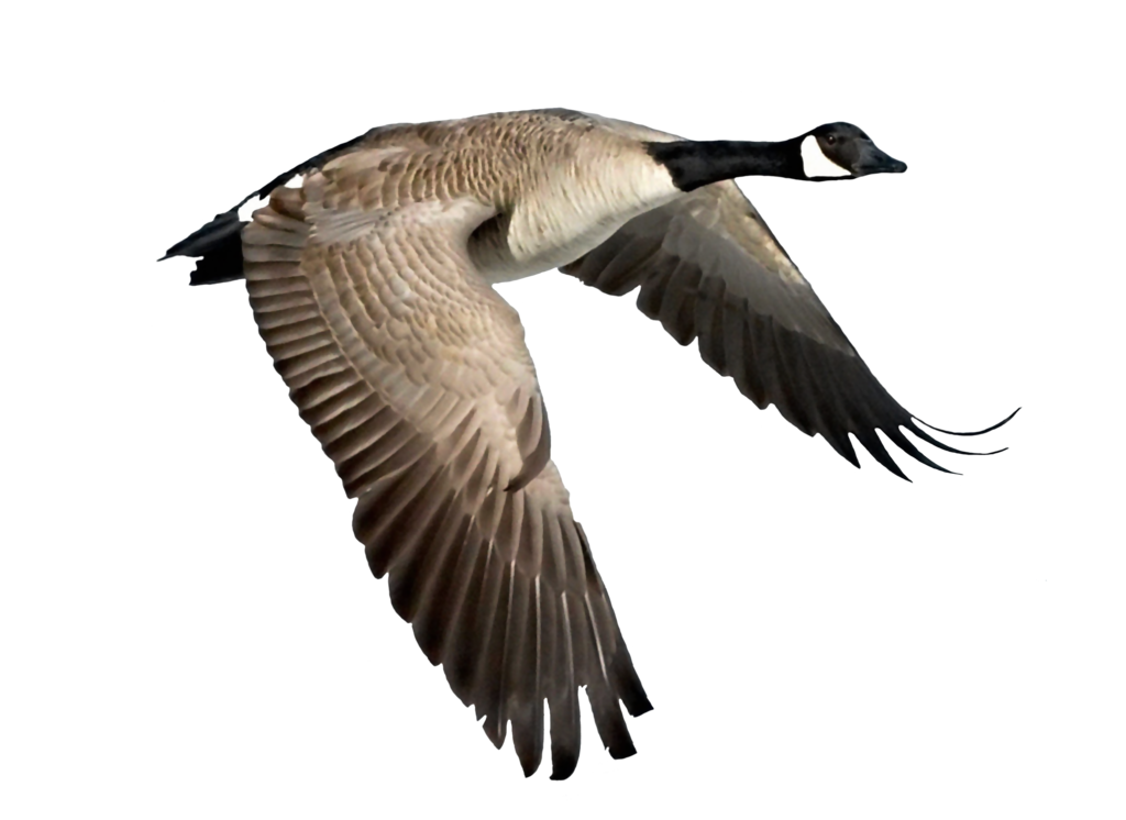 real birds png