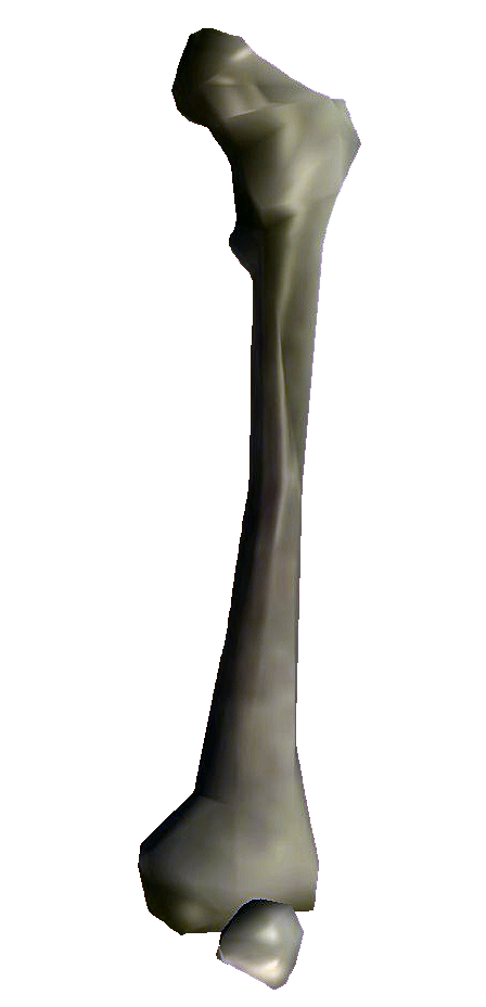 bone png transparent bone images pluspng #29512