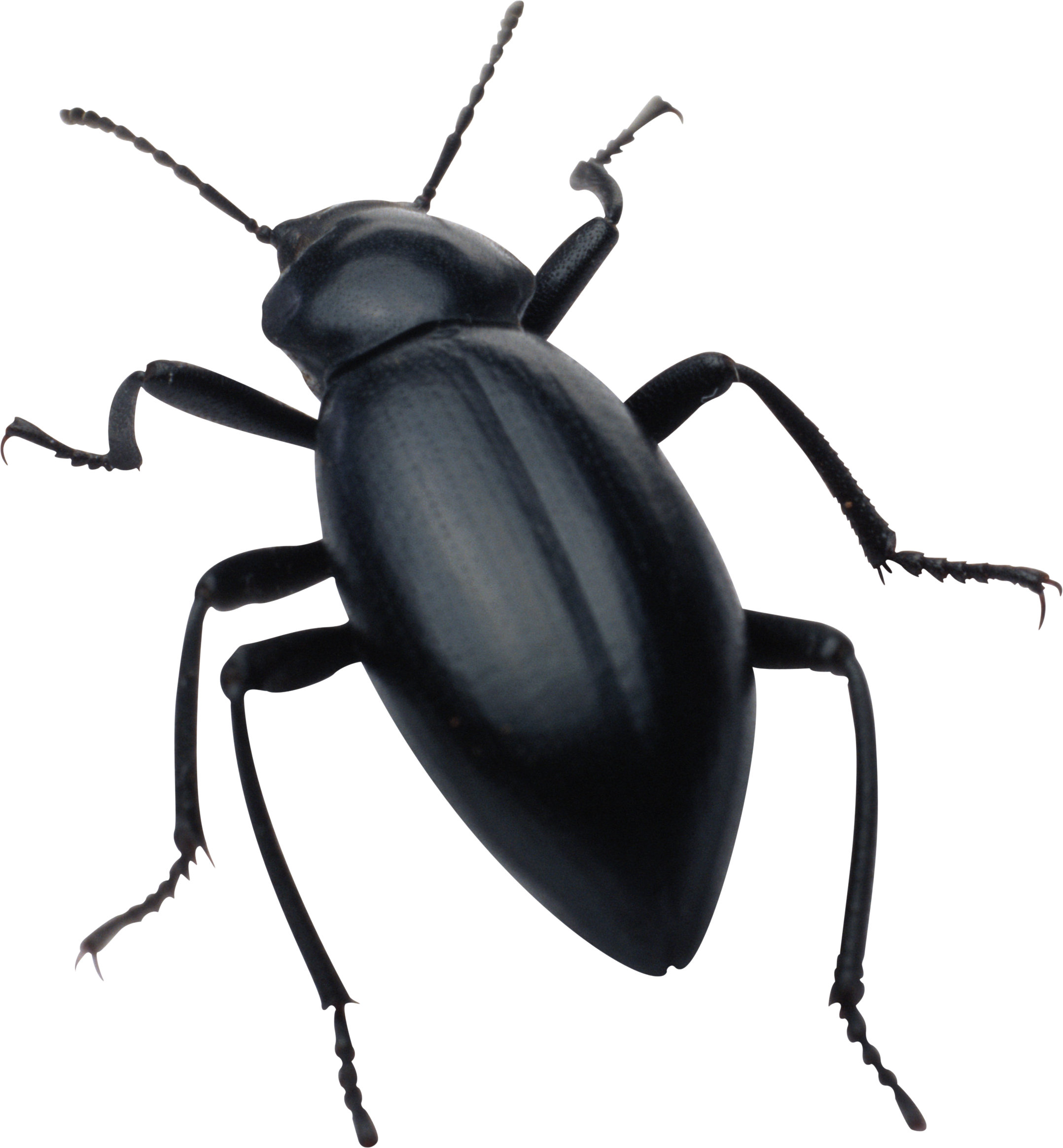 bug png image purepng transparent png image #36493