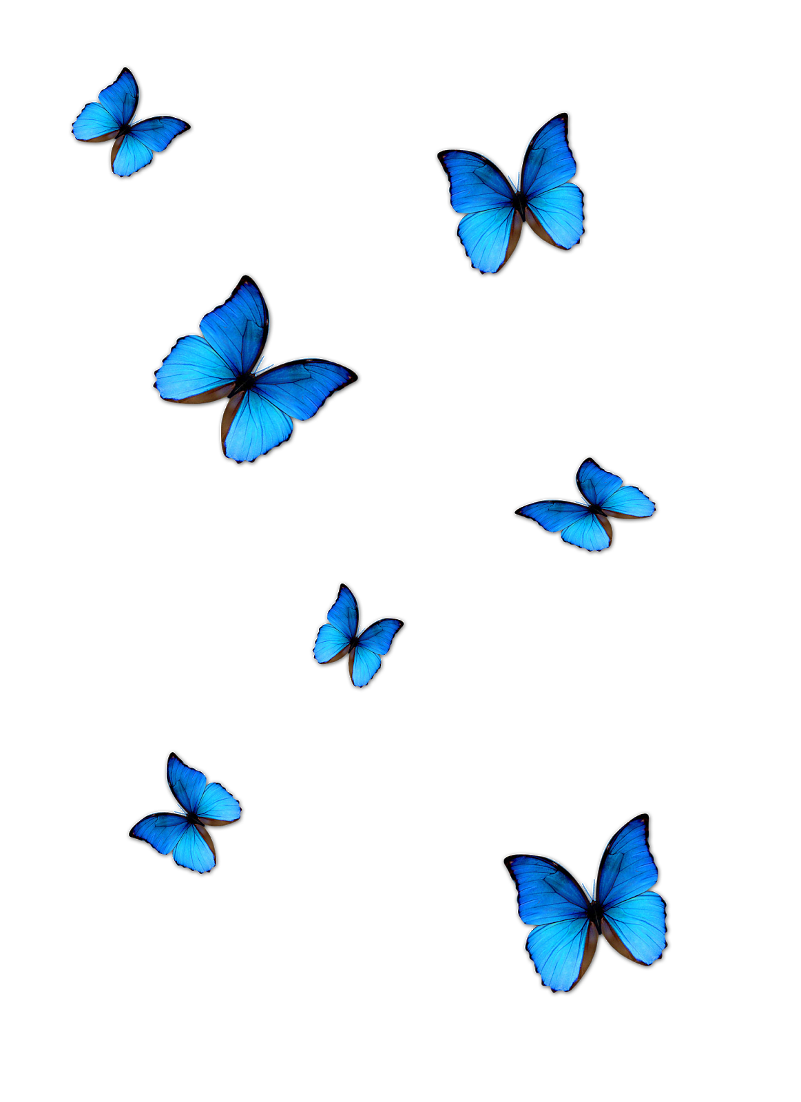 Butterfly PNG | Free Butterflies PNG Clipart Images - Free Transparent