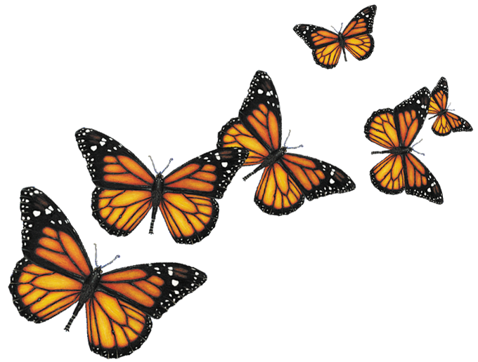 Transparent Butterfly Clipart