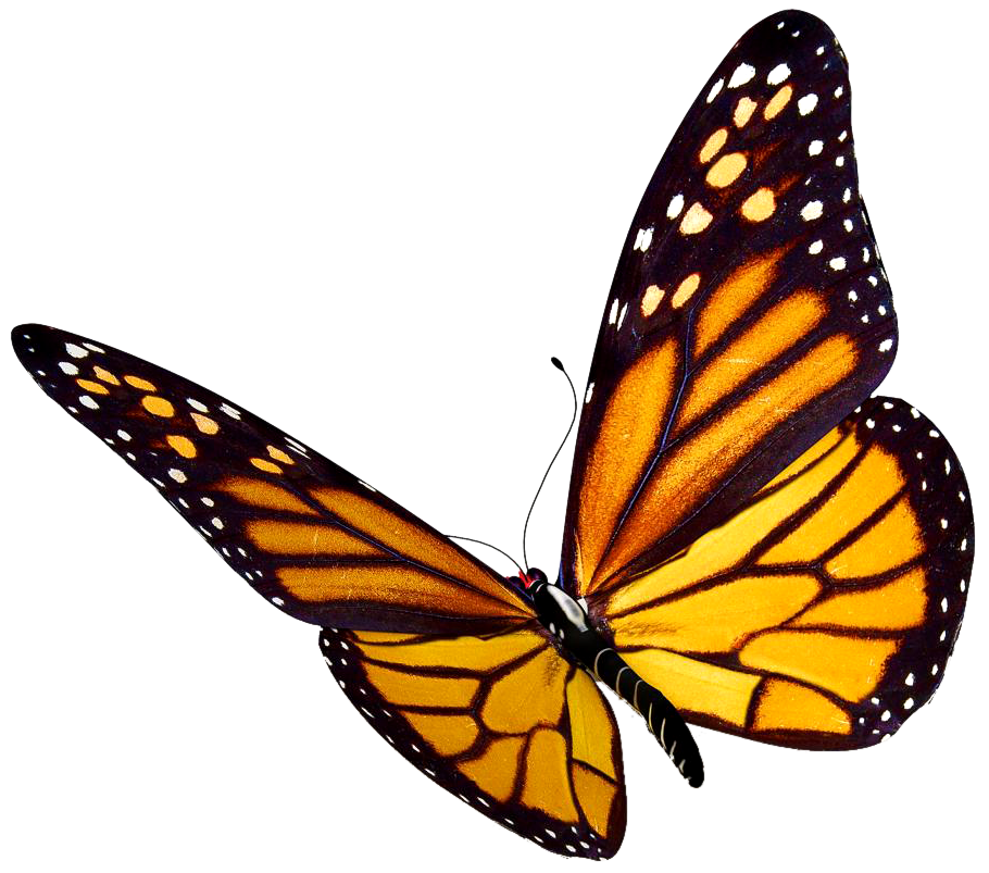 Butterfly PNG Free Butterflies PNG Clipart Images Free Transparent   Flying Butterfly Png Transparent Background 4 