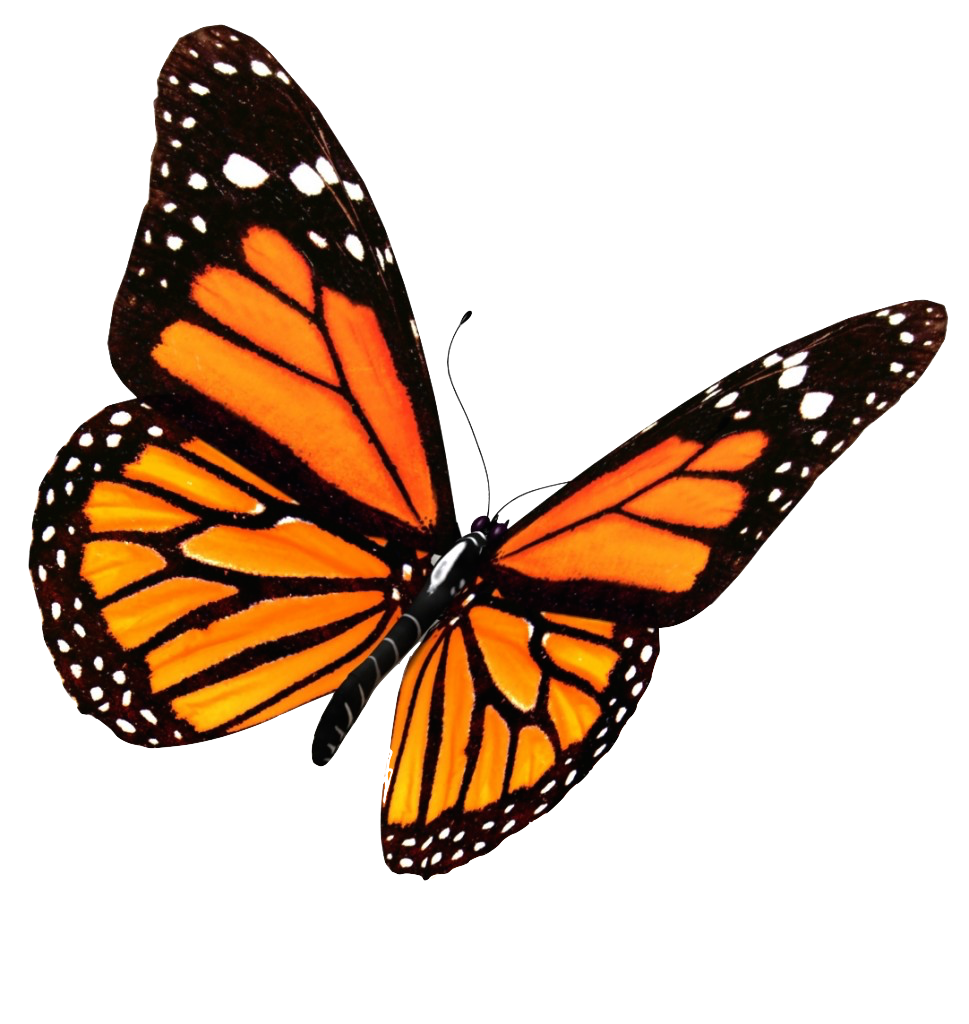 monarch butterfly clipart transparent background pencil #10003