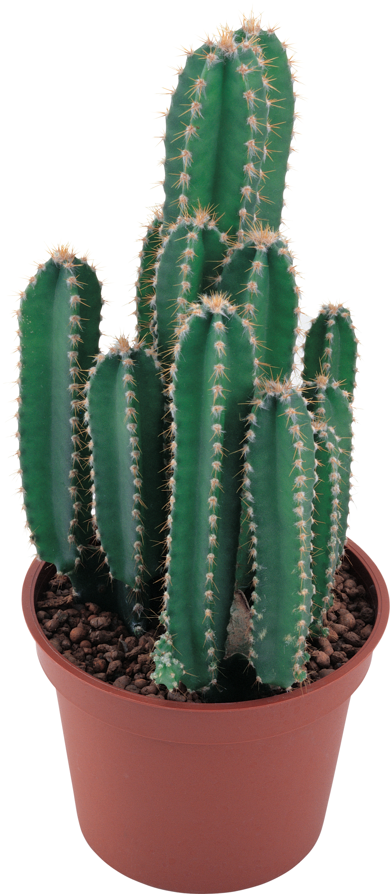 Rounded Cactus PNG, Vector, PSD, and Clipart With Transparent