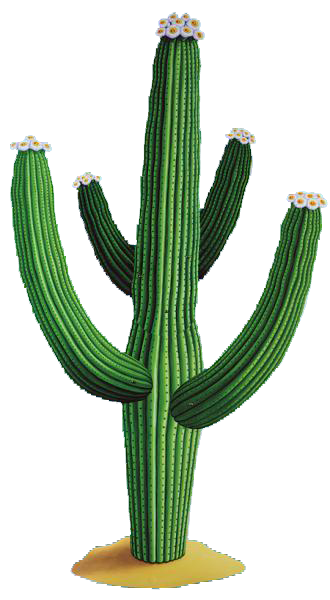 Cactus png Vectors & Illustrations for Free Download