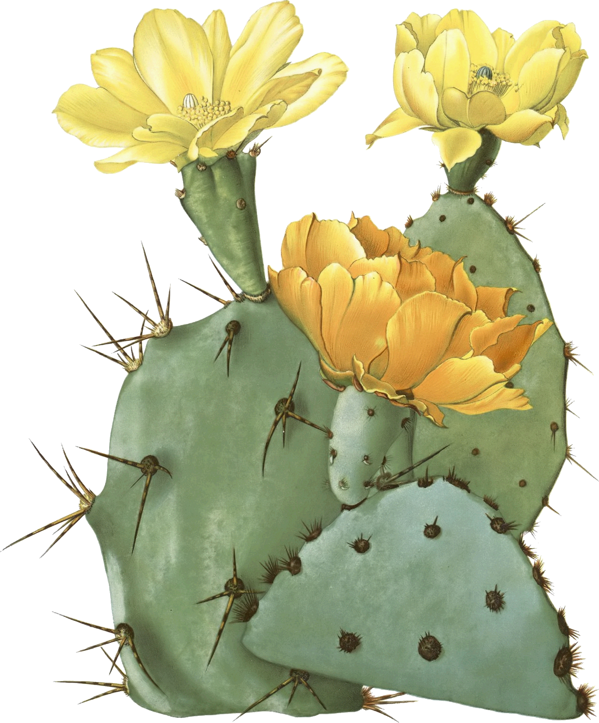 Cactus Desert Plant Png Image Purepng Free Transparen - vrogue.co