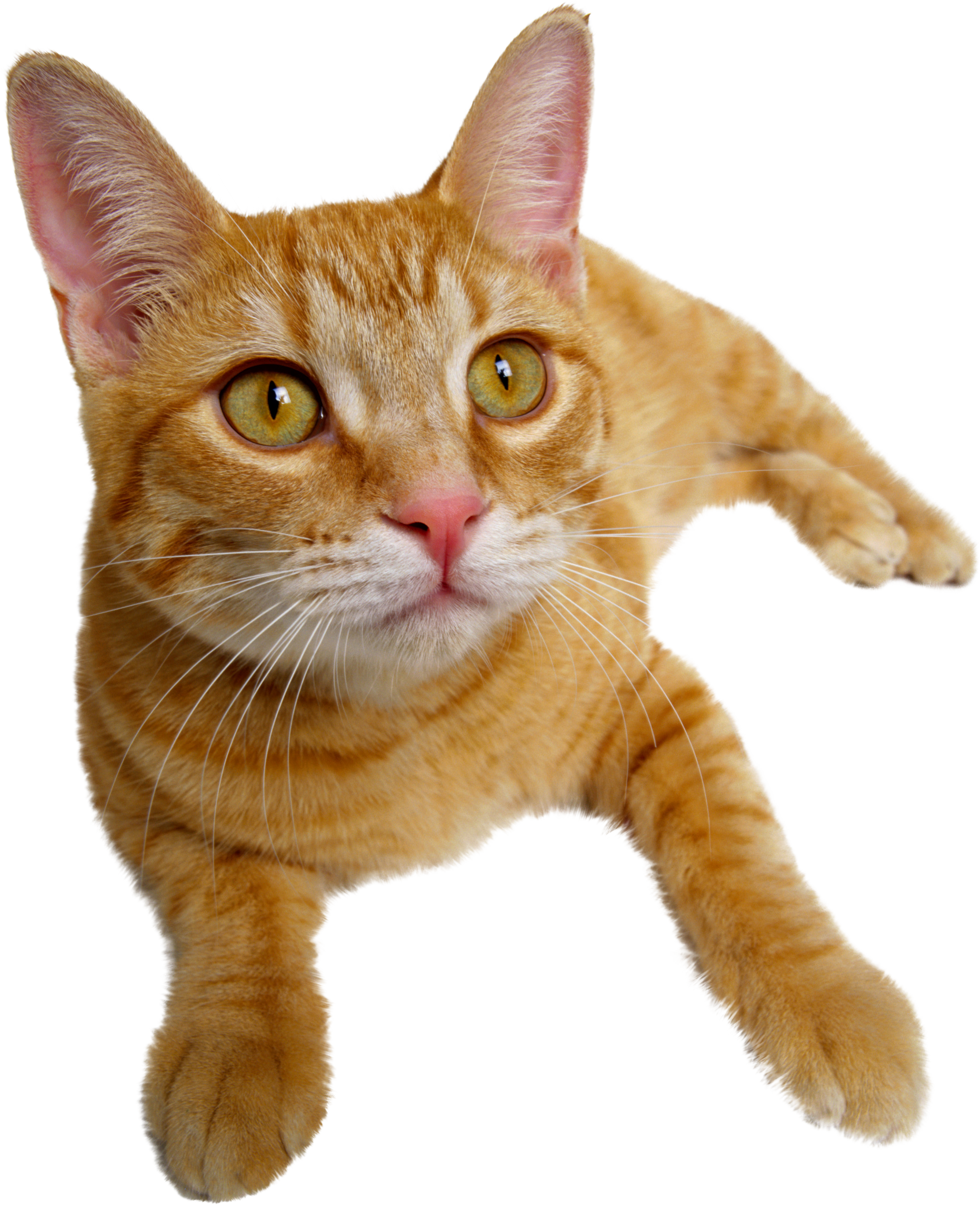 Free Cat Transparent Png Download Free Cat Transparent Png Png Images ...