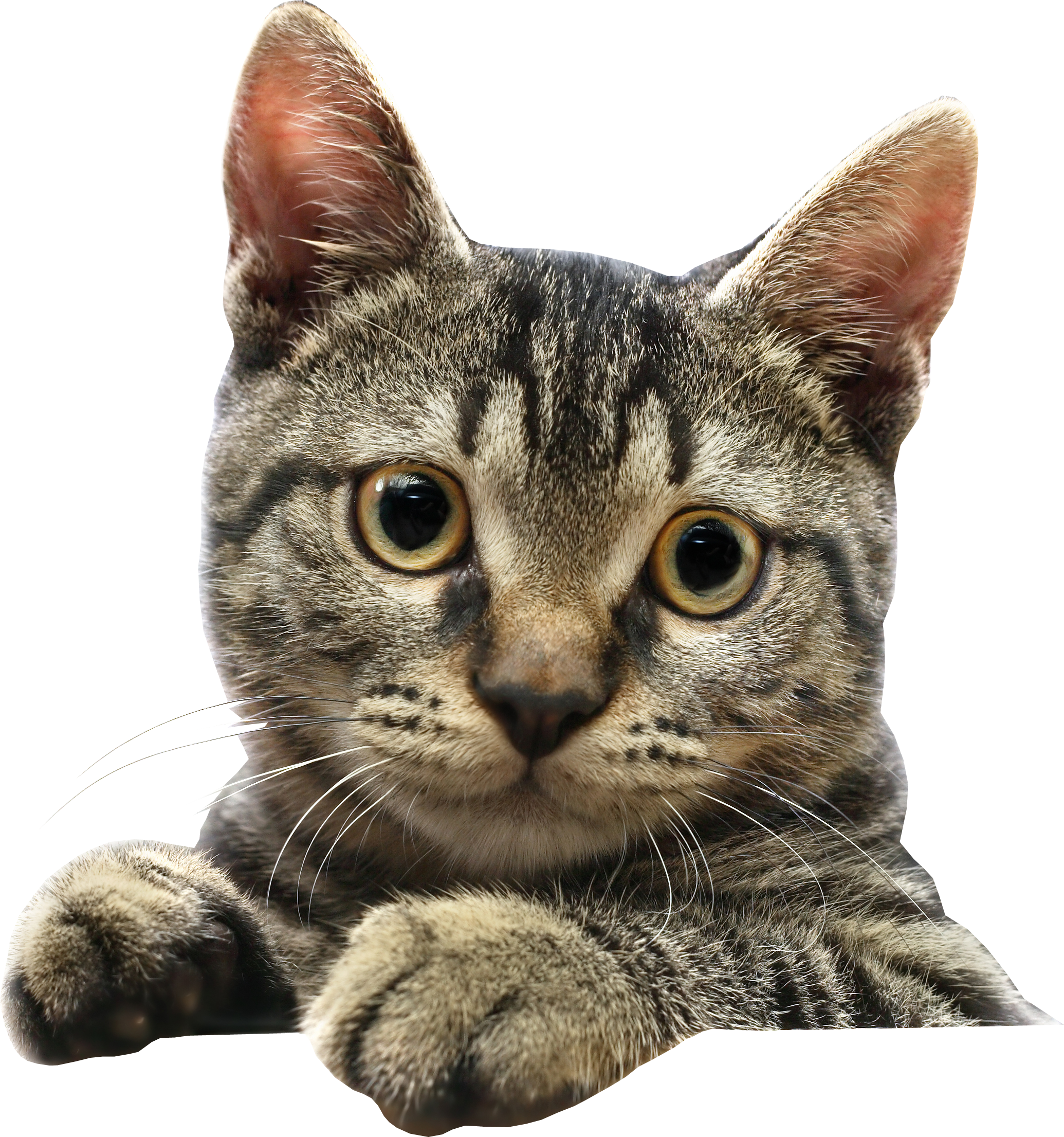 Cat Png Transparent Background Free Download Freeiconspng Images And Photos Finder