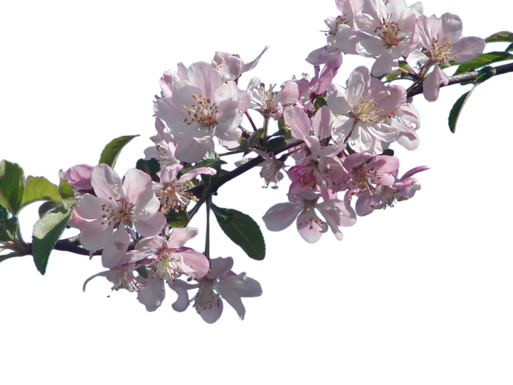 cherry blossom png transparent cherry blossom #25256