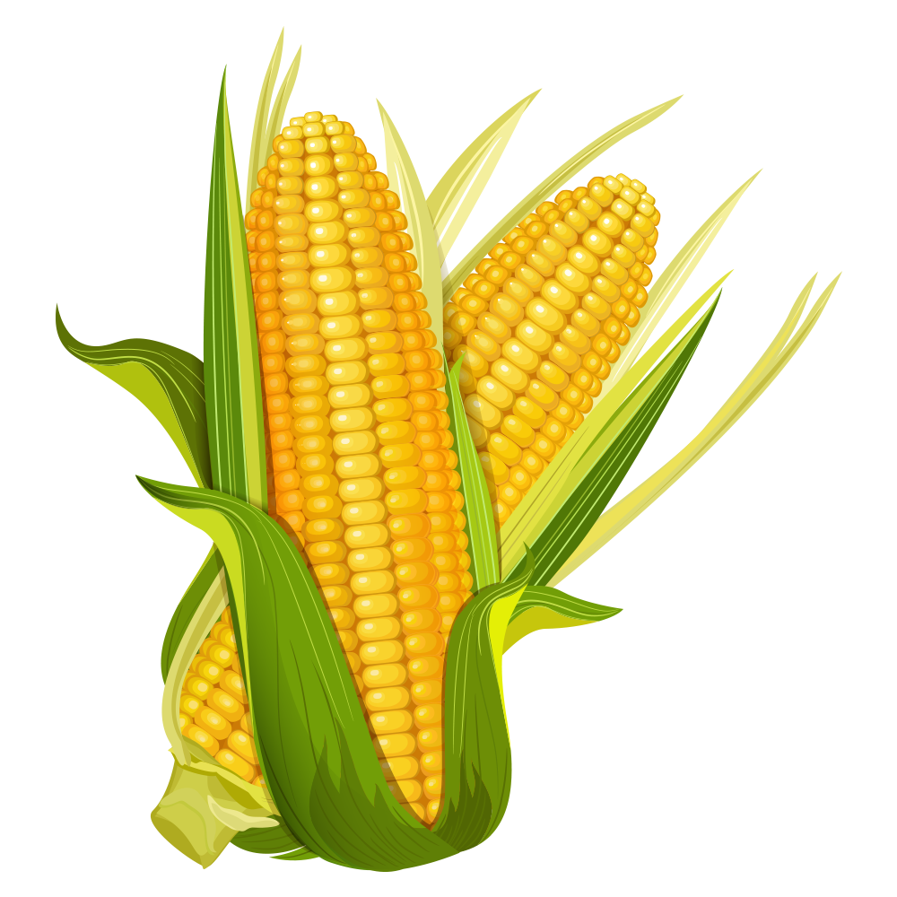 Corn Yellow PNG, Corn Clipart Images Free Download - Free Transparent ...