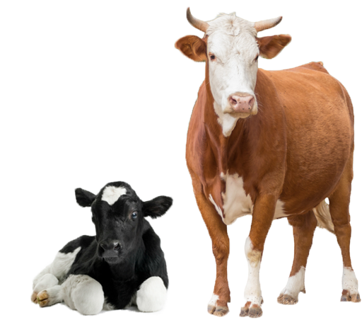 Cow Animal Clip Art Png, Cows PNG Images Free Download - Free Transparent  PNG Logos