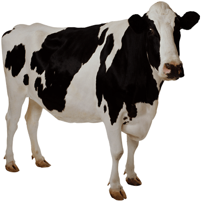 Cow Animal Clip Art Png, Cows PNG Images Free Download - Free ...