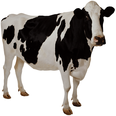 cow transparent background image #12746