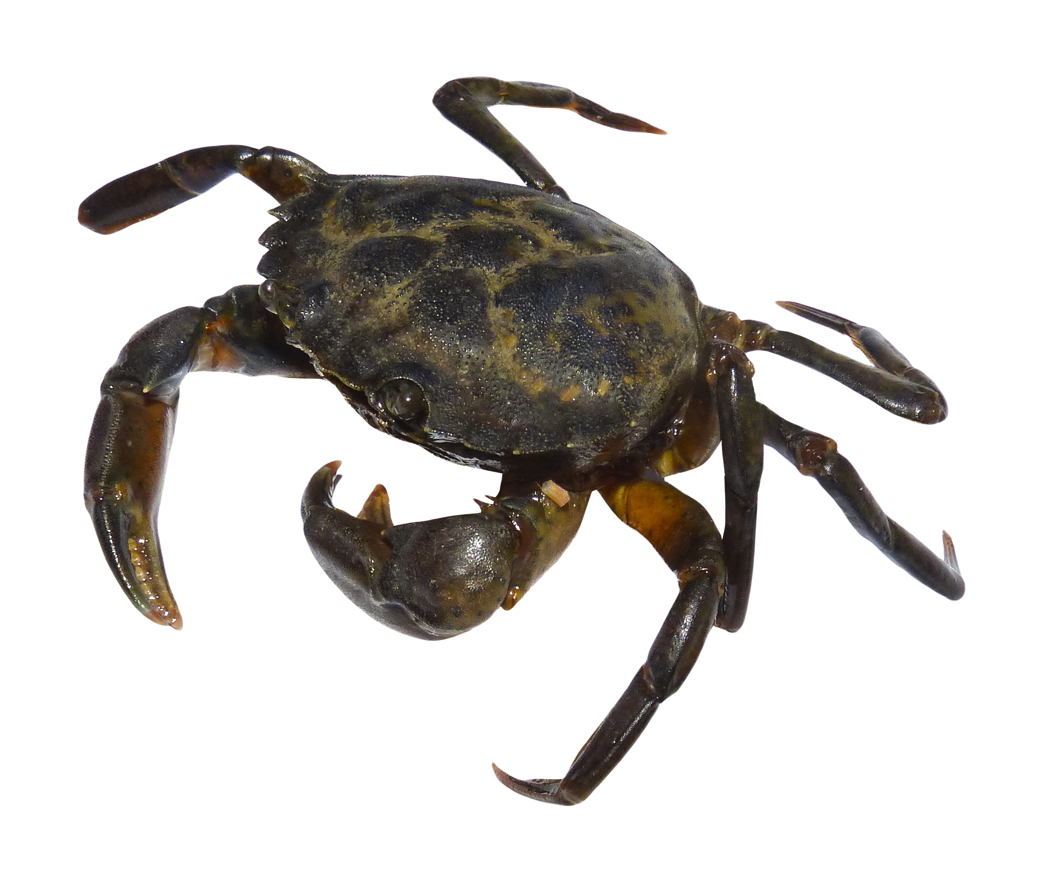 Crab