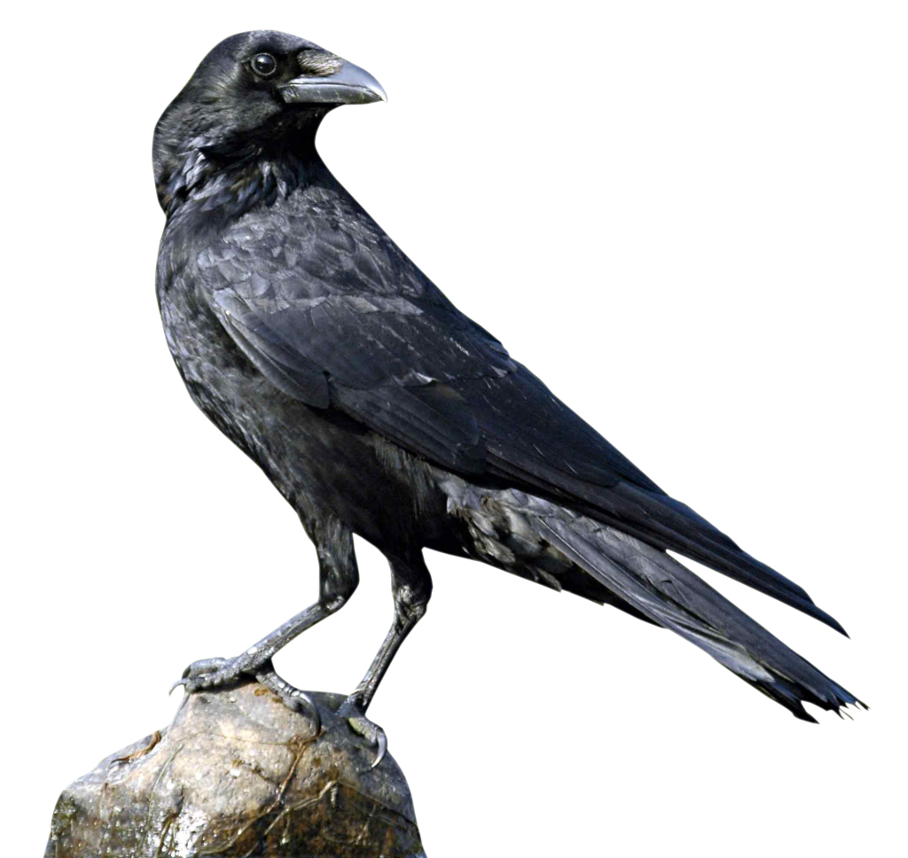 beautiful crow on rock transparent png #26944