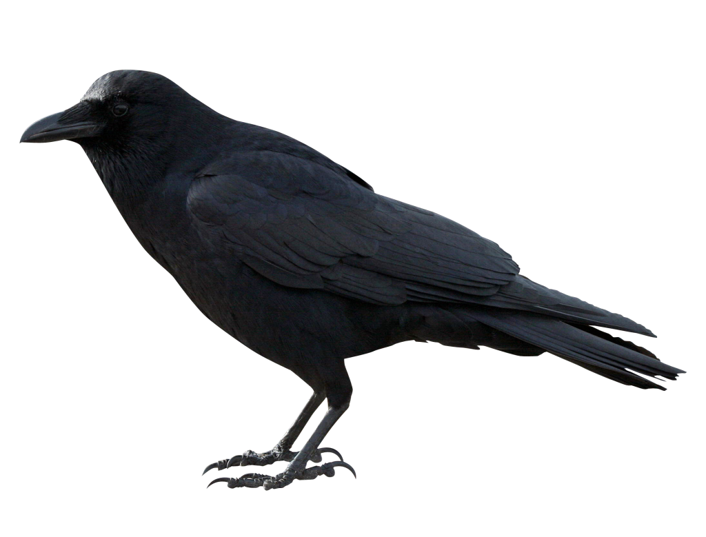 crow png images with transparent backgrounds photos #26948