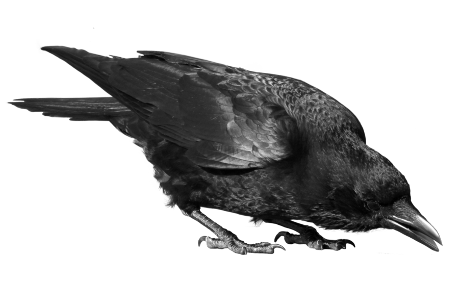 feeding crow transparent background #26997