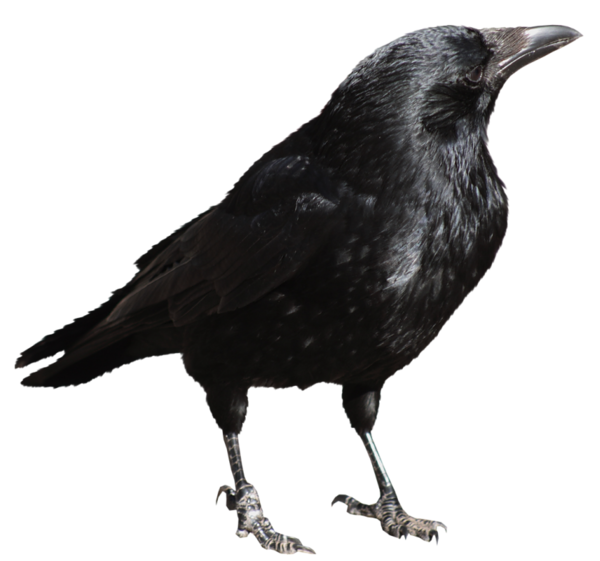 Crow