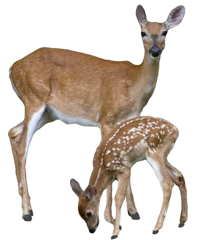 Deer