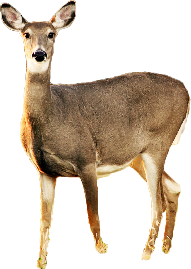 Deer PNG Clipart Images, Free Deers Pictures - Free Transparent PNG Logos