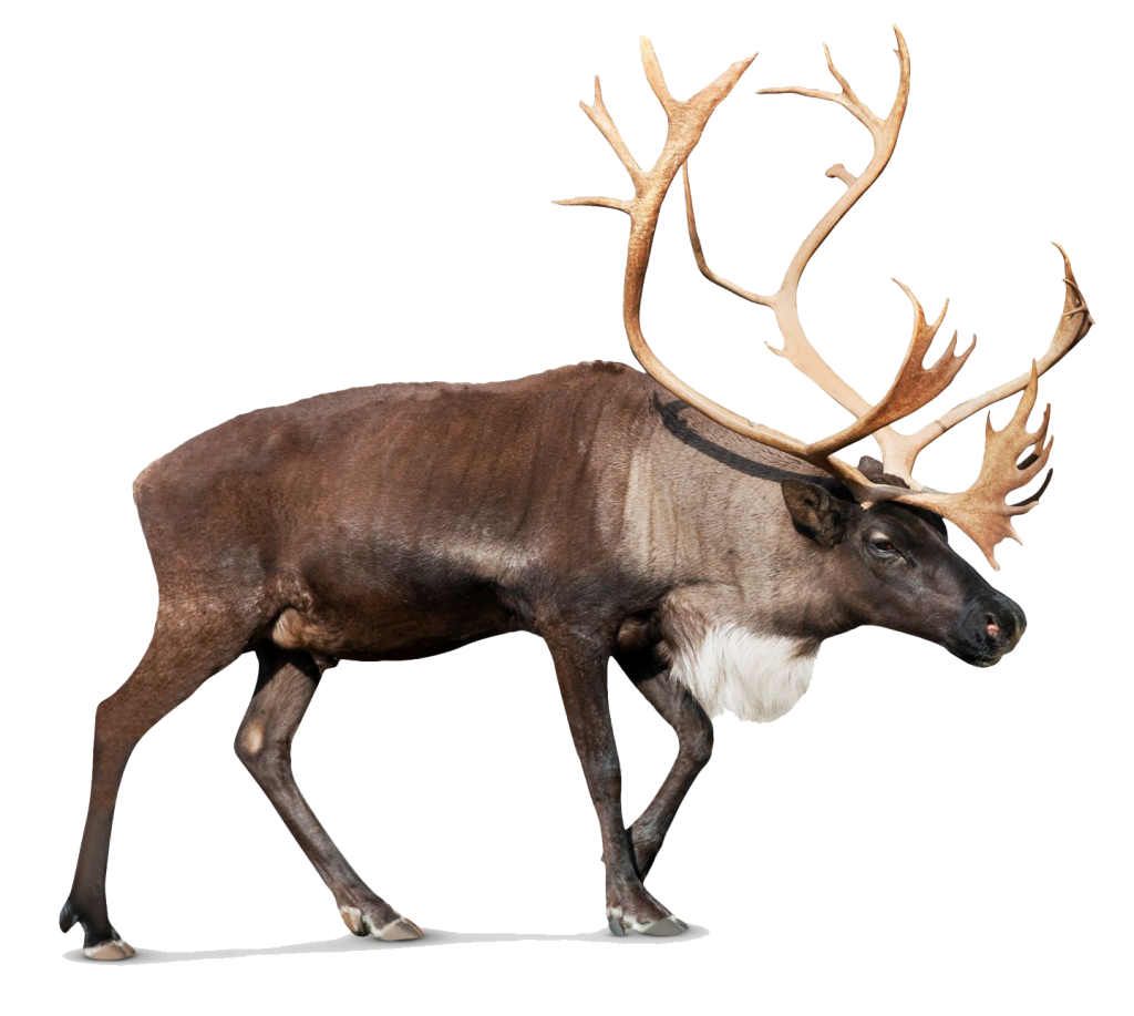 deer png images with transparent background #22315