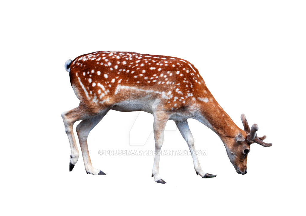 young deer transparent background png prussiaart #22329