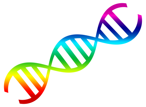 dna vector png transparent image pngpix #19000