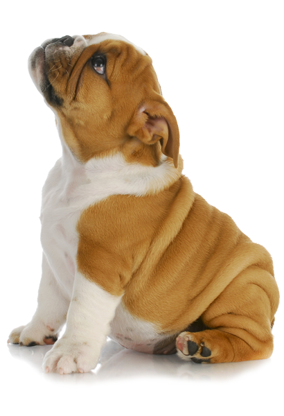 Dog PNG Image, Beautiful Dogs Transparent Pictures - Free Transparent