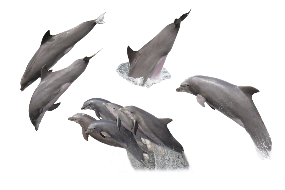 Dolphin